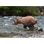 Brown Bear Jumping 2 Of 13  Set Images A Se… Flickr