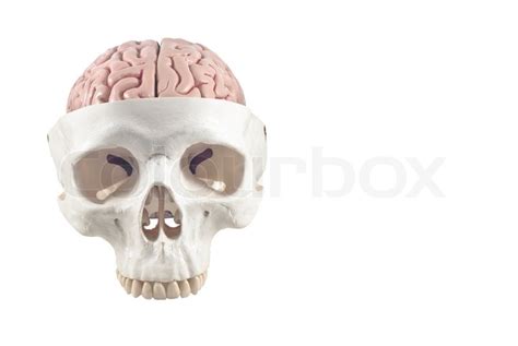 Human Skull With Brain Modelisolated Stock Photo Colourbox