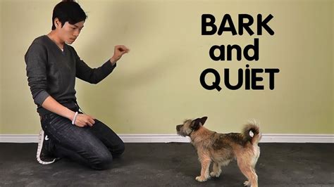 How To Teach Dog To Stop Barking