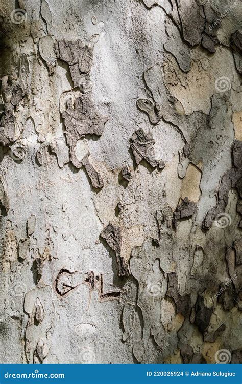 Natural Tree Bark Texture Background Stock Photo Image Of Chestnut