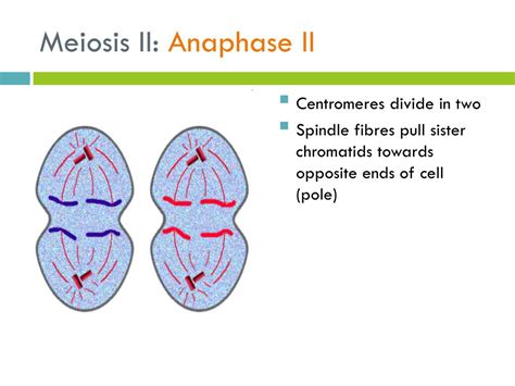 Ppt Meiosis The Process Powerpoint Presentation Free Download Id