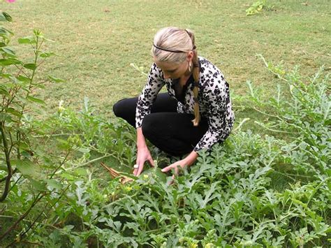 How long does watermelon last? Harvesting Ripe Watermelons — Veggie Gardening Tips