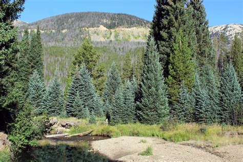 Evergreen Trees Native To Colorado