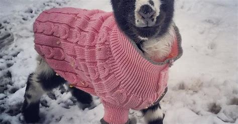 Happy Lamb In A Little Pink Sweater Imgur