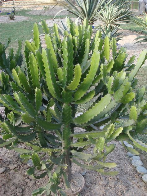 Euphorbia Cactus Types
