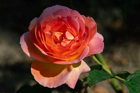 10 Types Of Fragrant Roses To Grow