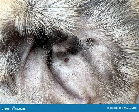 Tick On Dog Fur Stock Photo Image Of Hands Disease 250292808