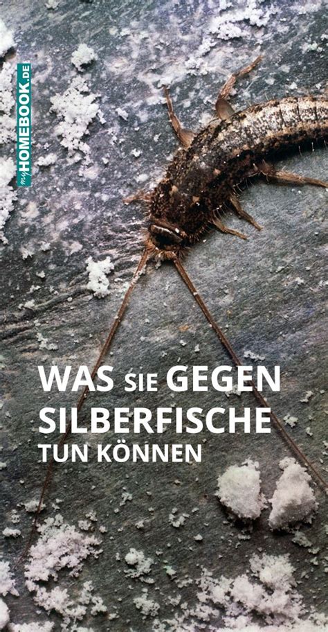 Wir verraten ihnen, wie sie silberfische bekämpfen können und welche hausmittel am besten geeignet sind. Was tun bei Silberfischen im Bad und in der Küche ...