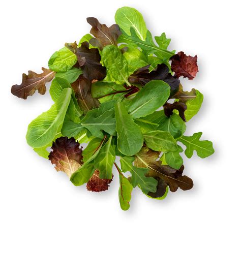 Spring Mix Lettuce Information Learn About Spring Mix Lettuce
