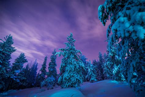 Winter Forest At Dusk