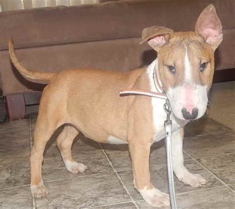 Check spelling or type a new query. Bull Terrier Puppies For Sale Craigslist | PETSIDI