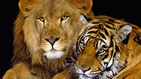 Tiger And Lion 1920 X 1080 Hdtv 1080p Wallpaper