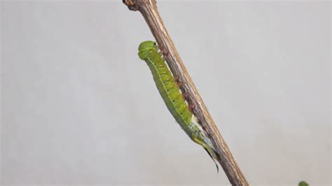 Coffee Bee Hawk Moth Molting Youtube