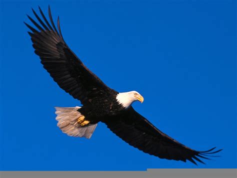 Free Clipart Eagle Soaring Free Images At Vector Clip Art