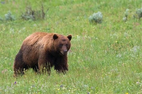 A Large Brown Bear Walking Across A Lush Green Field With Wildflowers