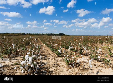 Cotton Farm Usa Hi Res Stock Photography And Images Alamy