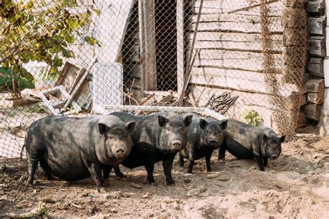 Household Large Black Pigs Farm Pig Farming Raising Stock Photos Free