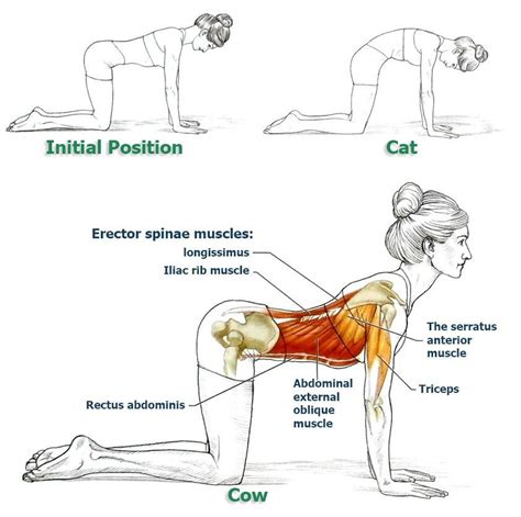 Stiff Back Just One Stretch To Relax Your Back Muscles The Health