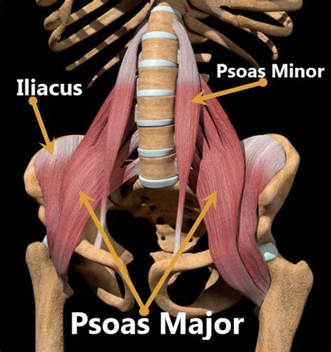 Hip Flexor Muscle Or Flexors Of Hip