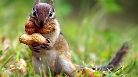 Squirrel Eating Peanuts Wallpapers 1366x768 273681