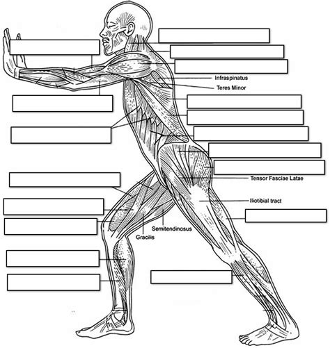 14 Best Images Of Muscle Labeling Worksheet High School Muscular