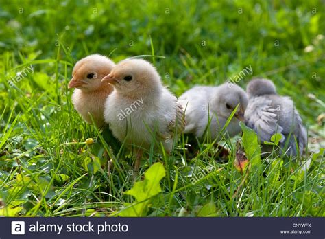 Domestic Fowl Gallus Gallus F Domestica Just Hatched Chicks In The