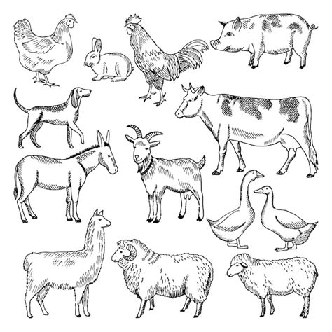 Premium Vector Vintage Farm Animals Farming Illustration In Hand
