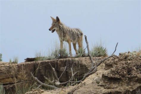 Coyotes In Texas Pictures And Info Wildlife Informer