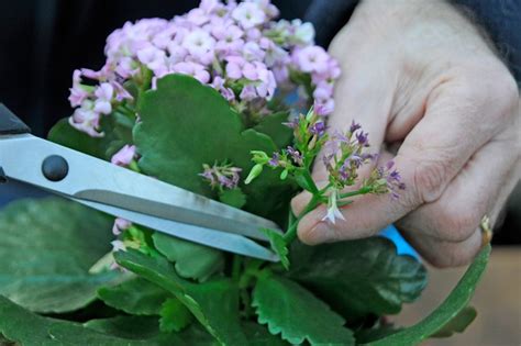 Kalanchoe Care How To Care For A Kalanchoe Plant Bbc Gardeners World