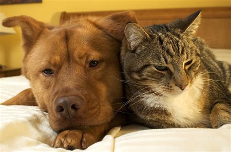 5 Big Differences Between Cats And Dogs