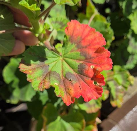 Everything You Need To Know About Geraniums