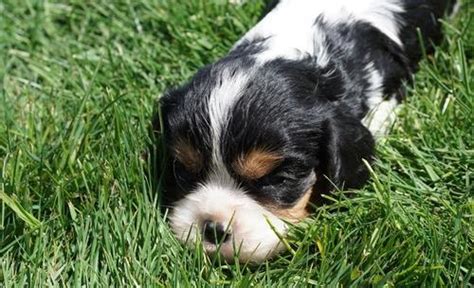 The cost to buy a cavalier king charles spaniel varies greatly and depends on many factors such as the breeders' location, reputation, litter size, lineage of the puppy, breed popularity (supply and demand), training. Cavalier King Charles Spaniel Puppy for Sale - Adoption ...