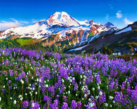 People, vegetation animals,sky, objects, cars, vehicles, graphics, icons. Mount Baker Desktop Background 583118 : Wallpapers13.com