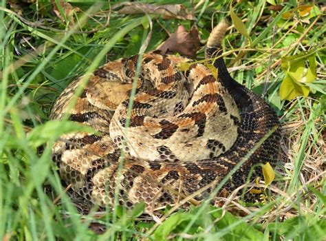 Watch Out There Are Rattlesnakes In Arkansas All About Arkansas