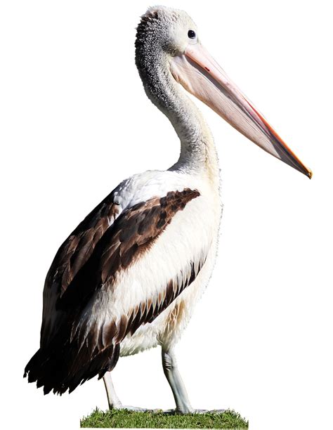 Bird Pelican Beak Free Photo On Pixabay