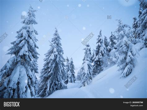 Snowfall Spruce Forest Image And Photo Free Trial Bigstock