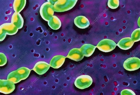 Streptococcus Pneumoniae Bacteria Stock Image B2360073 Science