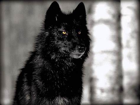 Black Wolf With Red Eyes Wallpapers Wolf Background Images