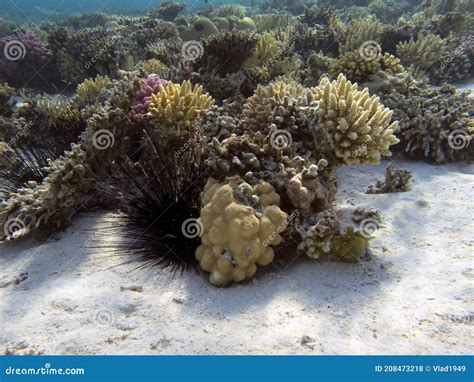 Marine Life And Coral Reefs At The Red Sea Stock Photo Image Of Coral