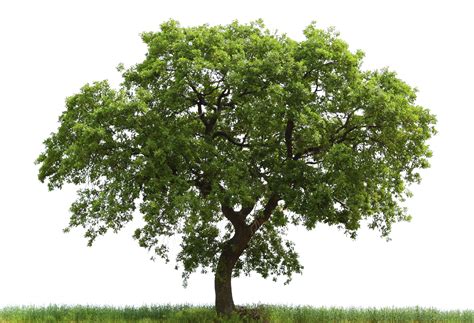 Oak Tree Identification Guide For The Purposes Of