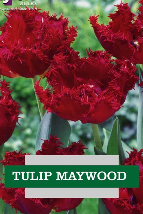 Spring flowering bulbs for sale. Taylors Spring bulbs for sale online bluebells