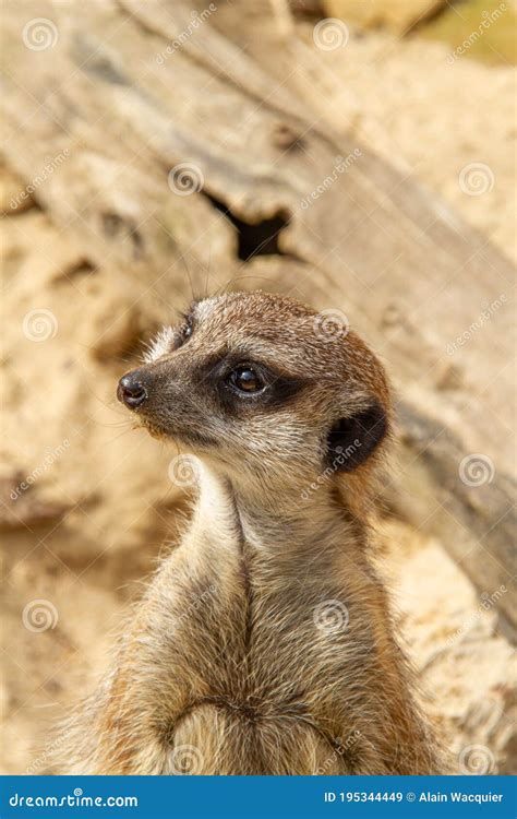 Portrait Of A Meerkat Stock Image Image Of Guard Pretty 195344449