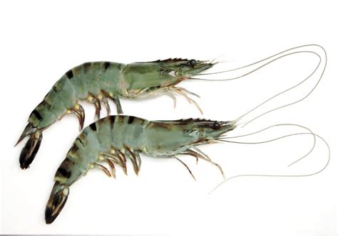 Black Tiger Shrimp By Asian Frozen Foods Limited Made In Bangladesh