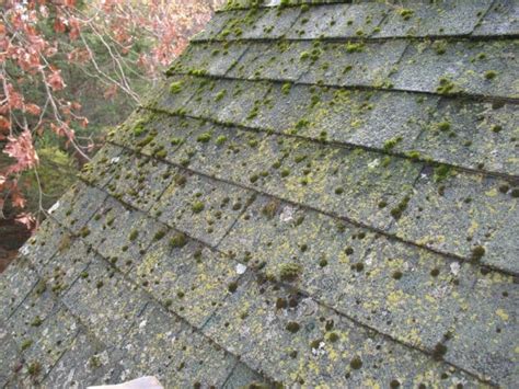 How To Remove Mold From Roof Shingles Unique Home Guide