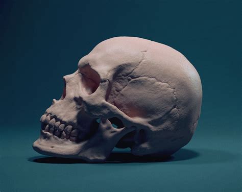 Some Anatomy Studies Skull Reference Skull Sketch