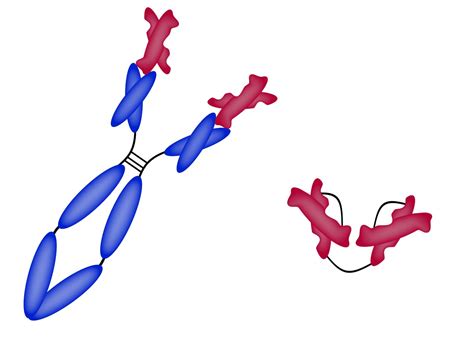Antibody Image Eurekalert Science News Releases