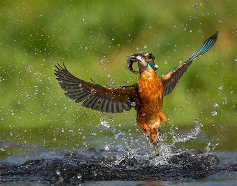 Hd Wallpaper Water Drops Bird Fish Kingfisher Catch Wallpaper Flare