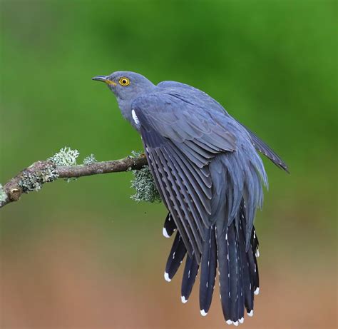 Common Cuckoo By Lee Fuller Birdguides