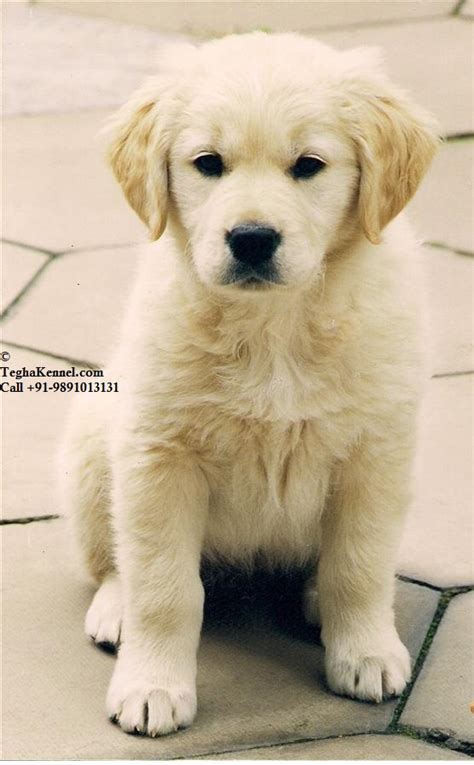 We bought a beautiful goldendoodle puppy from infinity pups. Golden Retriever Puppy for sale - Puppies for Sale, Dogs ...