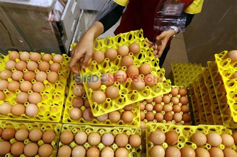 FOTO: Harga Telur Ayam Turun Hingga Rp15 Ribu per Kilogram